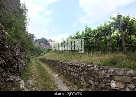 Dirt path in the middle of a vineyard with a fortification on a hill in the background Stock Photo