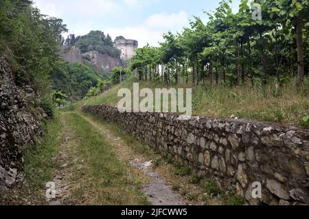 Dirt path in the middle of a vineyard with a fortification on a hill in the background Stock Photo