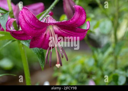 'Purple Marble' Trumpet Lily, Trädlilja (Lilium regale) Stock Photo