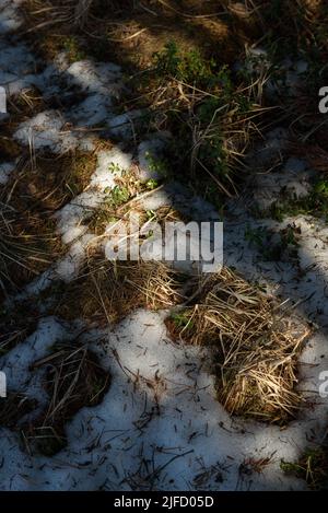 The melted snow reveals the greenening bushes of blueberries and cranberries, fallen last year's branches, yellowed last year's grass. Stock Photo