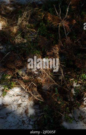 The melted snow reveals the greenening bushes of blueberries and cranberries, fallen last year's branches, yellowed last year's grass. Stock Photo