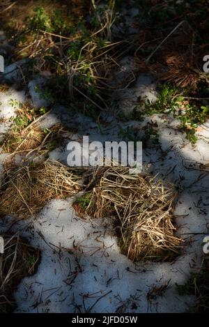 The melted snow reveals the greenening bushes of blueberries and cranberries, fallen last year's branches, yellowed last year's grass. Stock Photo