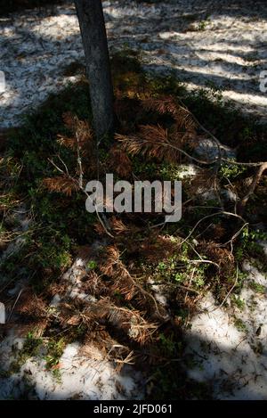 The melted snow reveals the greenening bushes of blueberries and cranberries, fallen last year's branches, yellowed last year's grass. Stock Photo