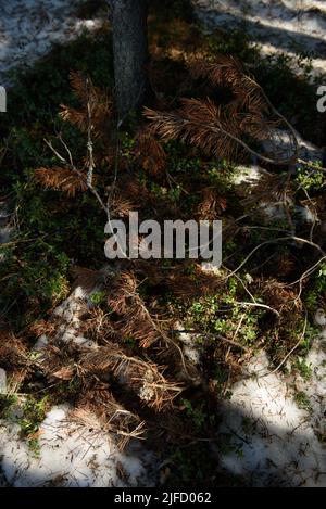 The melted snow reveals the greenening bushes of blueberries and cranberries, fallen last year's branches, yellowed last year's grass. Stock Photo