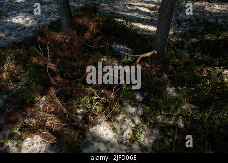 The melted snow reveals the greenening bushes of blueberries and cranberries, fallen last year's branches, yellowed last year's grass. Stock Photo