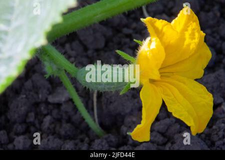 A small cucumber with a yellow flower. Close-up of a green vegetable on a stem Stock Photo