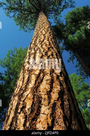 Ponderosa pine tree Stock Photo