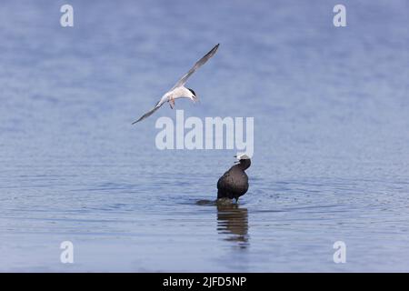 Common tern Sterna hirundo, summer plumage adult flying, mobbing Common coot Fulica atra, adult, RSPB Minsmere Nature Reserve, Suffolk, England, June Stock Photo