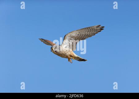 Common kestrel Falco tinnunculus, adult male flying, Suffolk, England, June Stock Photo