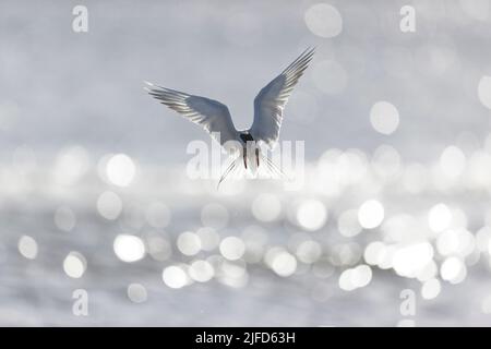 Common tern Sterna hirundo, summer plumage adult flying, hovering over North Sea, Suffolk, England, June Stock Photo