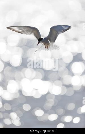 Common tern Sterna hirundo, summer plumage adult flying, hovering over North Sea, Suffolk, England, June Stock Photo