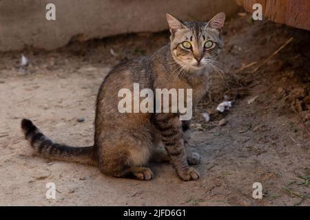 A stray striped gray cat is sitting on the ground and looks carefully with his eyes. Stock Photo