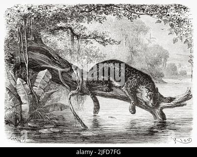 Jaguar fishing from a trunk growing over the Amazon river, Brazil. South America. Journey through South America, from the Pacific Ocean to the Atlantic Ocean by Paul Marcoy 1848-1860 from Le Tour du Monde 1867 Stock Photo