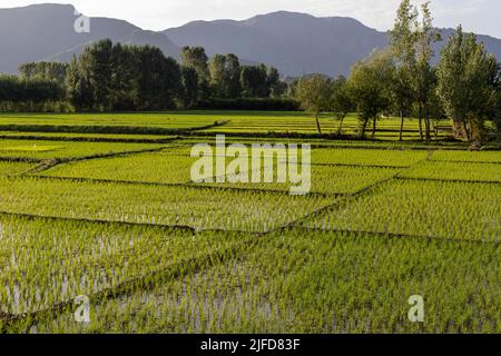 A beautiful scenery and landscape view of rice paddies in Swat Valley , Khyber Pakthunkhwa, Pakistan. Stock Photo