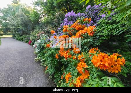 Azaleas in Bloom, Greenwich Park, Greenwich, London, England Stock Photo