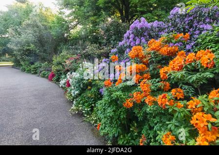Azaleas in Bloom, Greenwich Park, Greenwich, London, England Stock Photo