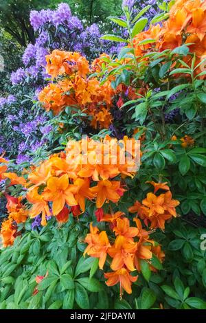 Azaleas in Bloom, Greenwich Park, Greenwich, London, England Stock Photo