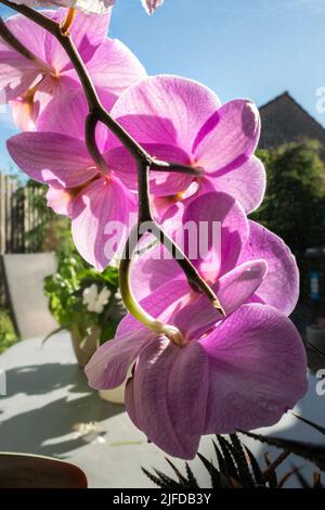 Hanging branch with pink flowers of an orchid plant on a windowsill Stock Photo