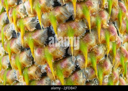 Macro image of the peel of a Noble fir cone (Abies procera) Stock Photo