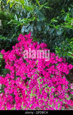 Azaleas in Bloom, Greenwich Park, Greenwich, London, England Stock Photo
