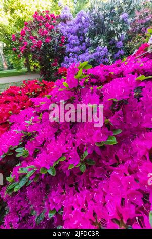 Azaleas in Bloom, Greenwich Park, Greenwich, London, England Stock Photo