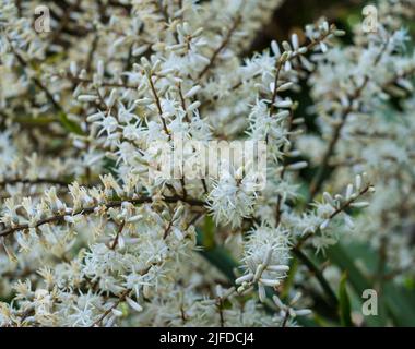 Blooming Cordyline australis, commonly known as cabbage tree or cabbage-palm. White flowers with buds of Cordyline australis palm, close up, baclgroun Stock Photo