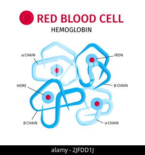 Red blood cells hemoglobin molecule chains and iron containing rings structure infographic composition vector illustration Stock Vector