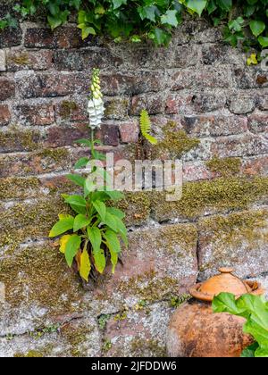 Foxgloves (Digitalis purpurea) growing in the cracks of an old brick and stone wall in a garden in northwest England. Stock Photo