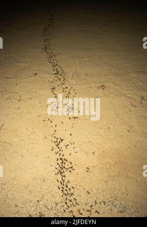 A column of Matabele or Hissing Ants has made a raid on a termite colony and return to their bivouac with their prey. They are formidable predators. Stock Photo