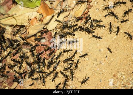 A column of Matabele or Hissing Ants has made a raid on a termite colony and return to their bivouac with their prey. They are formidable predators Stock Photo