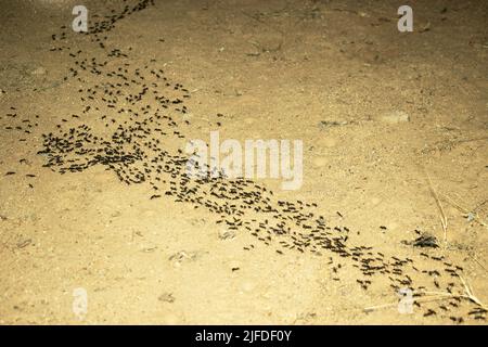 A column of Matabele or Hissing Ants sets out on a raid seeking a termite colony and return to their bivouac with their prey. Stock Photo