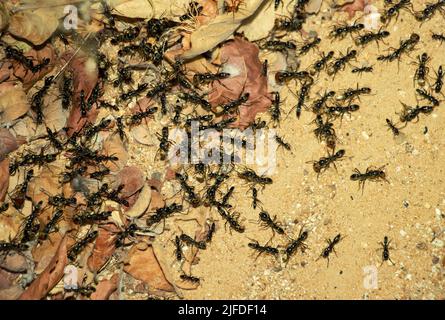 A column of Matabele or Hissing Ants has made a raid on a termite colony and return to their bivouac with their prey. They are formidable predators Stock Photo