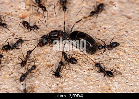 Adult Longhorn Crazy Ants of the species Paratrechina longicornis attacking a Pyramid Ant Queen of the Genus Dorymyrmex Stock Photo