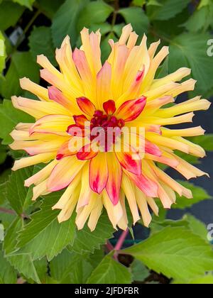 Gardening - Dahlia Flower - Dahlia pinnata Stock Photo