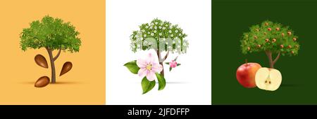 Apple tree life cycle square set realistic vector illustration Stock Vector