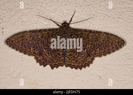 Adult Moth Insect of the species Feigeria scops Stock Photo