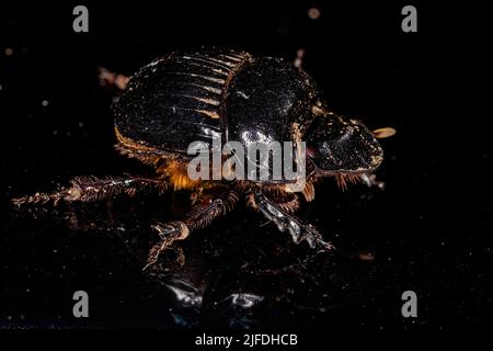 Adult Small Dung Beetle of the Subfamily Scarabaeinae Stock Photo