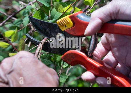 Someone cuts a lignified branch of a shrub with loppers. Garden maintenance, pruning Stock Photo