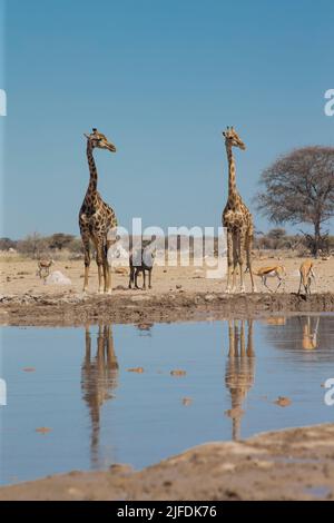 Southern Savanna Giraffe (Giraffa giraffa) and Wildebeast (Connochaetes taurinus) at a water hole in Nxai Pan National Park. With reflection Stock Photo
