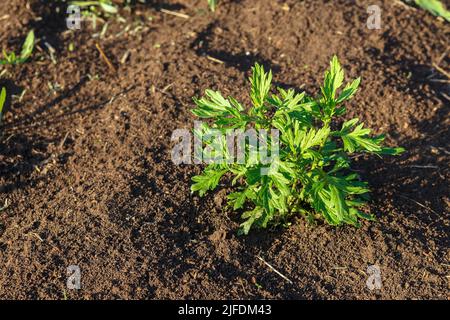 Artemisia vulgaris, mugwort, common wormwood. Young green bush of wormwood grows on the soil. Stock Photo