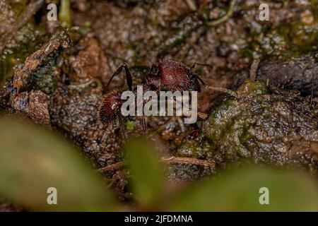 Adult Female Big-headed Ant Queen of the Genus Pheidole Stock Photo - Alamy