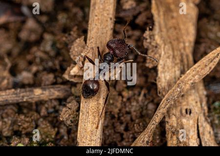 Adult Female Big-headed Ant Queen of the Genus Pheidole Stock Photo - Alamy