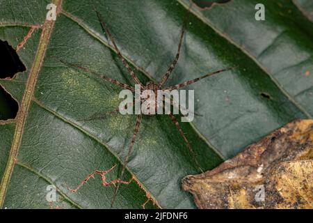 Adult Nursery Web Spider of the Genus Architis protecting your egg sac ootheca Stock Photo