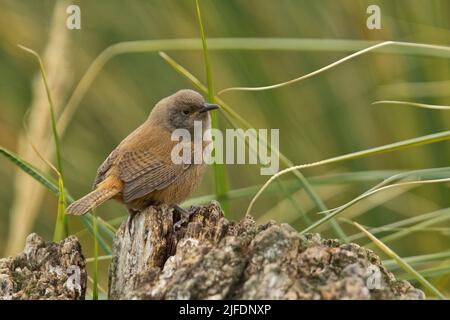 Cobb's Wren (Troglodytes cobbi), Sea Lion Island, Falkland Islands Stock Photo