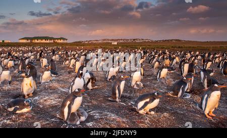 Sea Lion lodge and Gentoo penguin rookery, Sea Lion Island, Falkland Islands Stock Photo