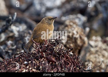 Cobb's Wren (Troglodytes cobbi), Sea Lion Island, Falkland Islands Stock Photo