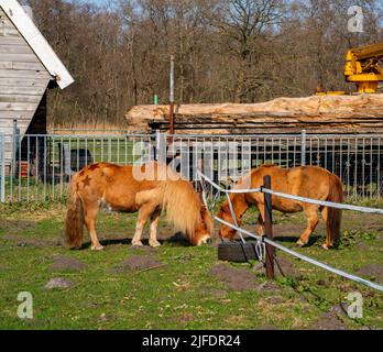 Pony decorated with some stars Stock Photo