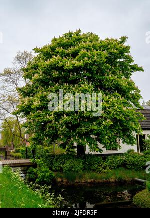 Close up of white flowering Horse-chestnut tree (Aesculus hippocastanum) Stock Photo