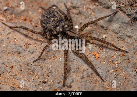 Adult Female Wolf spider of the family Lycosidae carrying its young in its abdomen Stock Photo