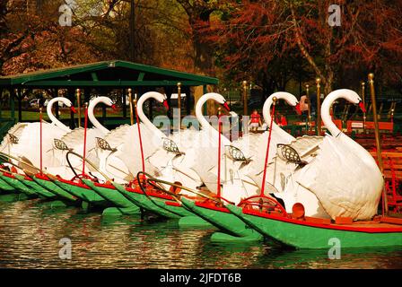 The iconic Swan boats of Boston Publik Garden, near Boston Common, are docked at the end of the day on the lagoon and provide rides Stock Photo